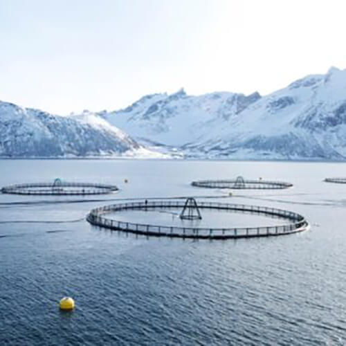 Sustaining Seafood