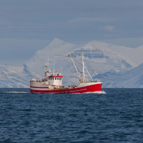 Tuna caught with longline fishing method
