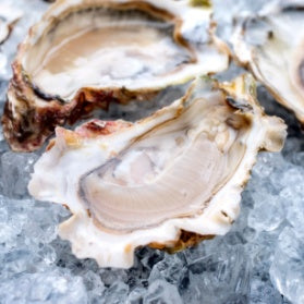 Opened oysters on ice 