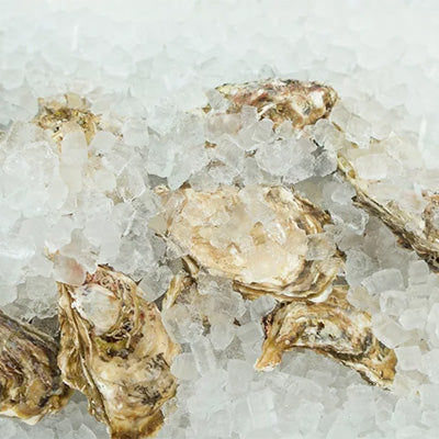 Fresh oysters on ice.