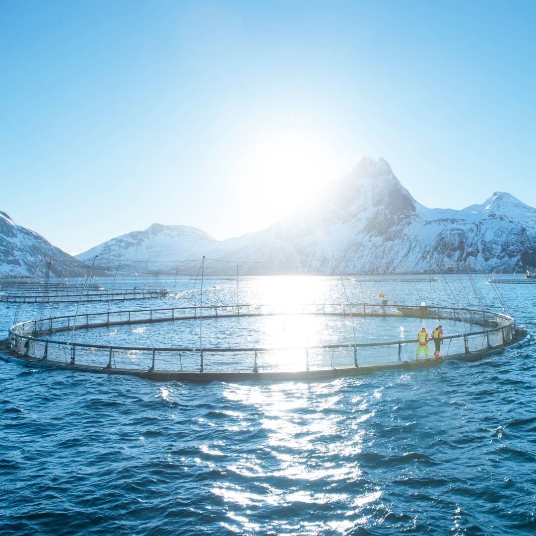 Norwegian salmon pen in the arctic ocean