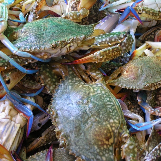 a pile of wild blue swimming crabs