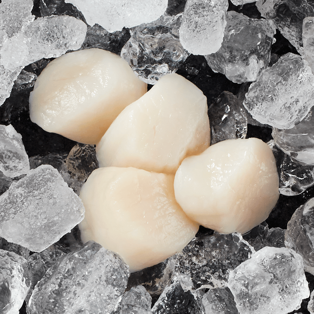 four fresh sea scallops on a bed of ice
