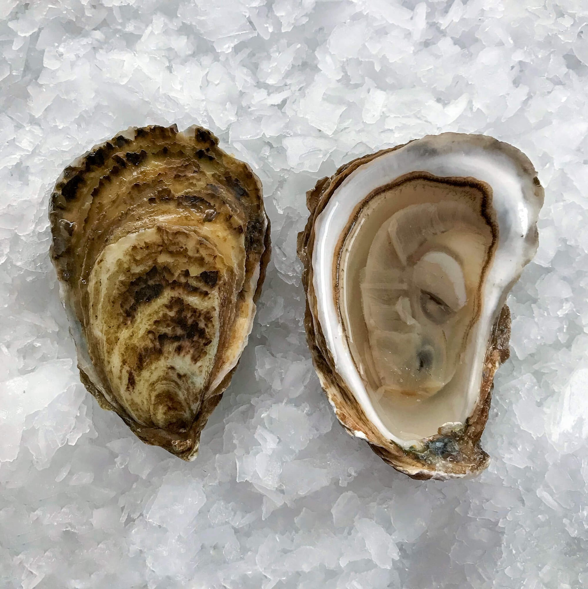 Wellfleet oysters on a bed of shaved ice